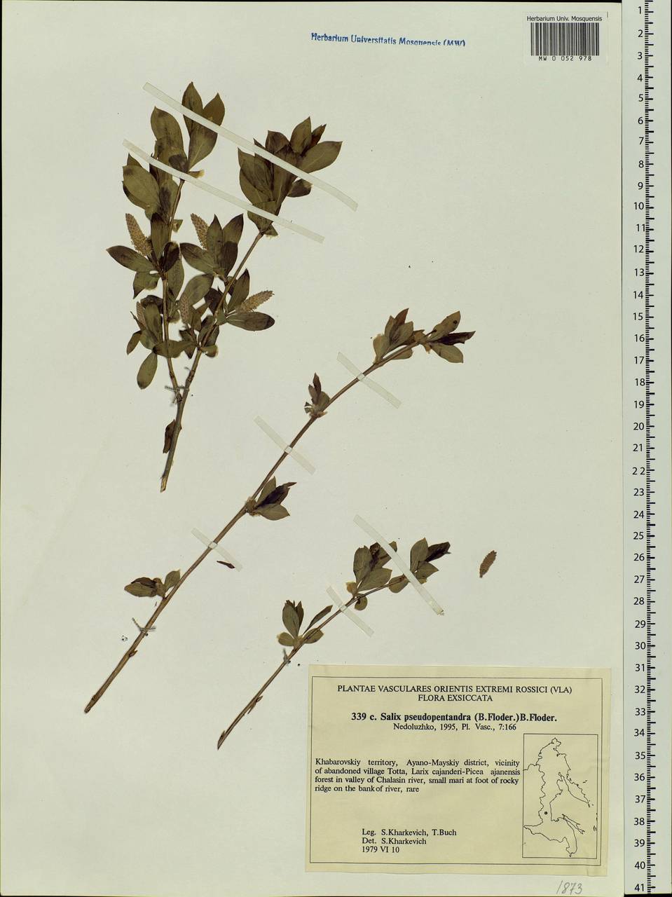 Salix pseudopentandra (Flod.) Flod., Siberia, Russian Far East (S6) (Russia)