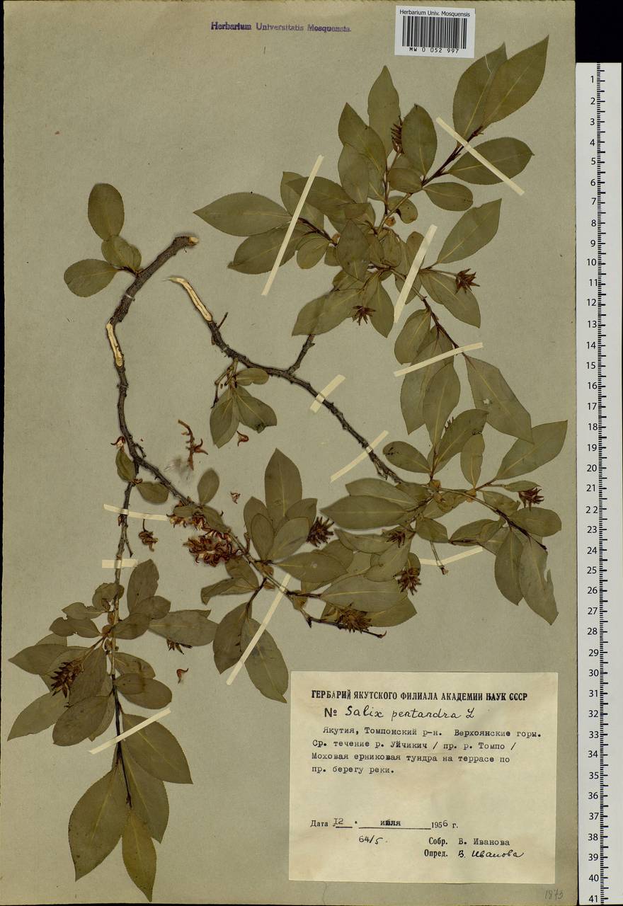 Salix pseudopentandra (Flod.) Flod., Siberia, Yakutia (S5) (Russia)