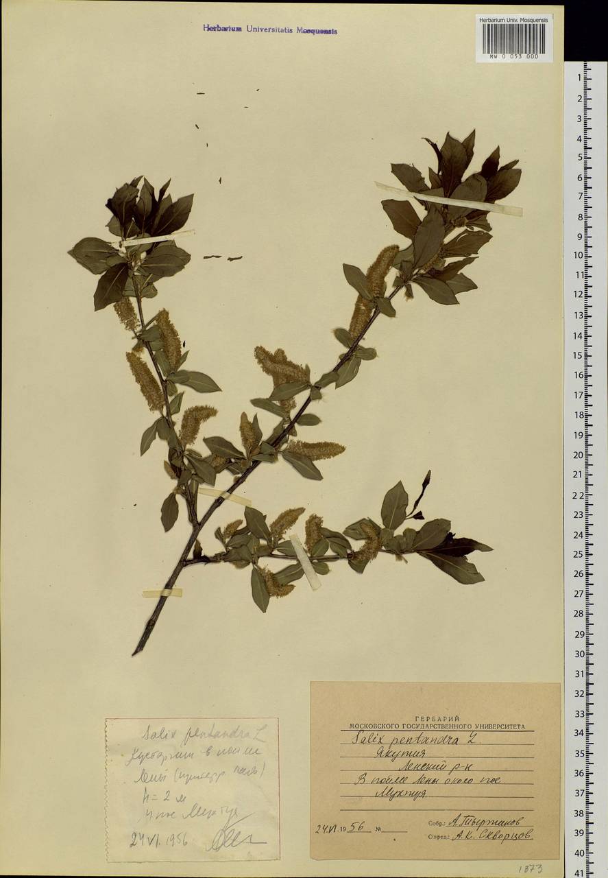 Salix pseudopentandra (Flod.) Flod., Siberia, Yakutia (S5) (Russia)