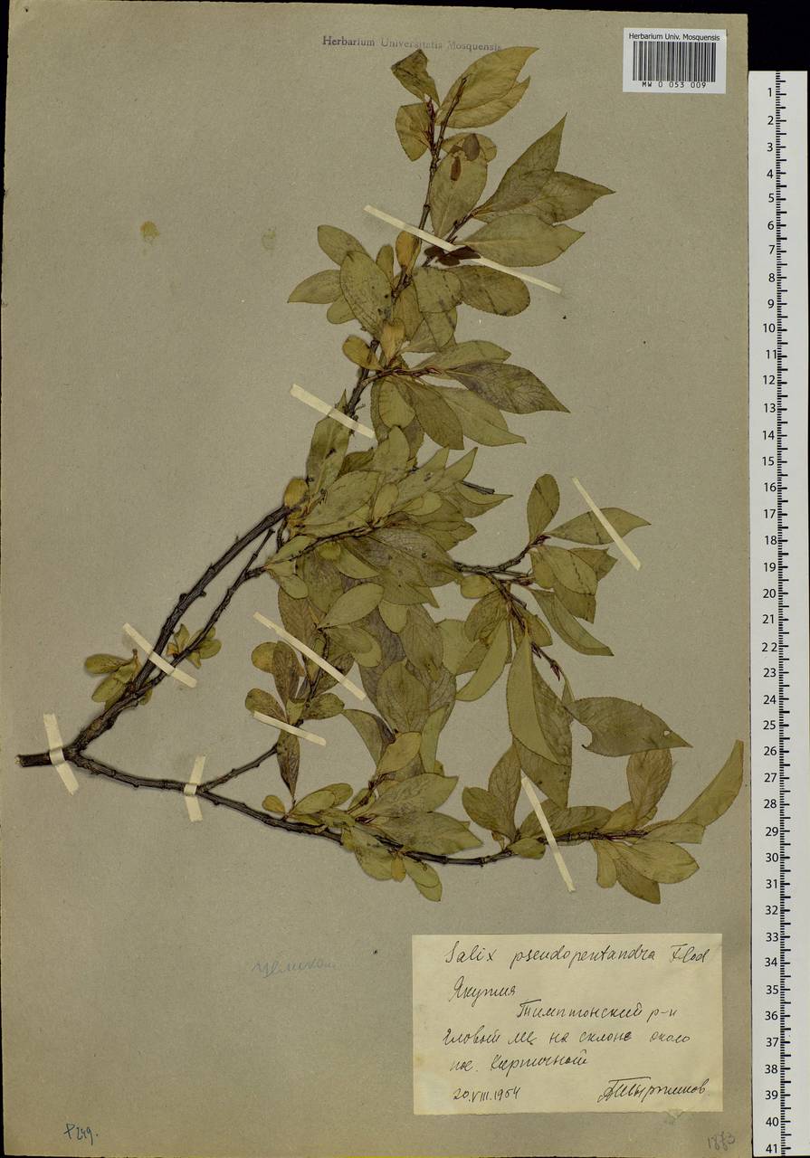 Salix pseudopentandra (Flod.) Flod., Siberia, Yakutia (S5) (Russia)