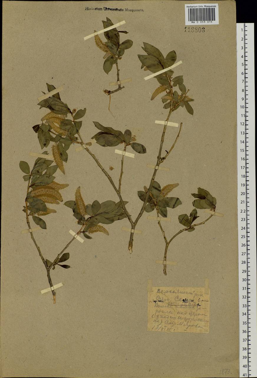 Salix pseudopentandra (Flod.) Flod., Siberia, Yakutia (S5) (Russia)