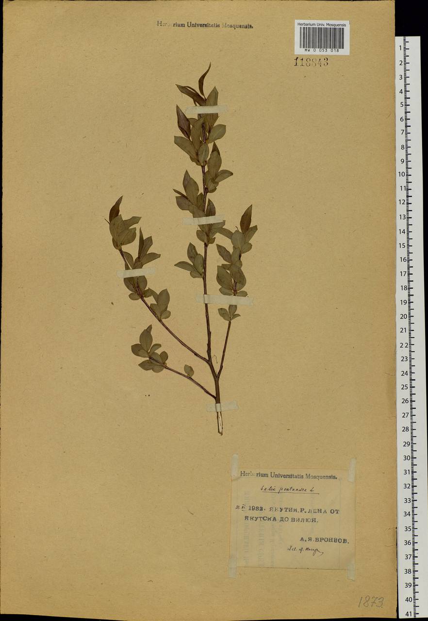 Salix pseudopentandra (Flod.) Flod., Siberia, Yakutia (S5) (Russia)