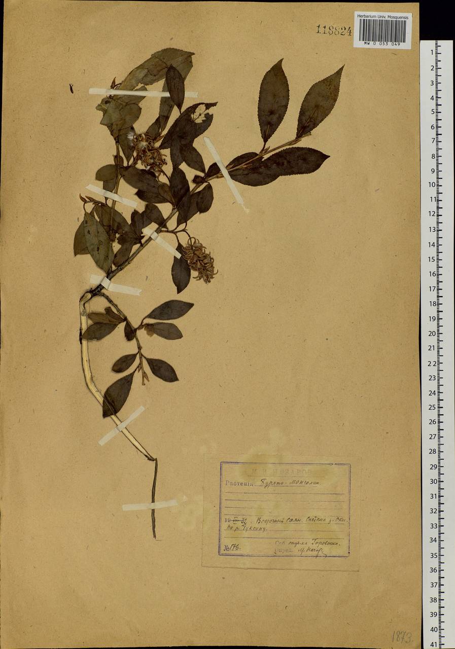 Salix pseudopentandra (Flod.) Flod., Siberia, Baikal & Transbaikal region (S4) (Russia)
