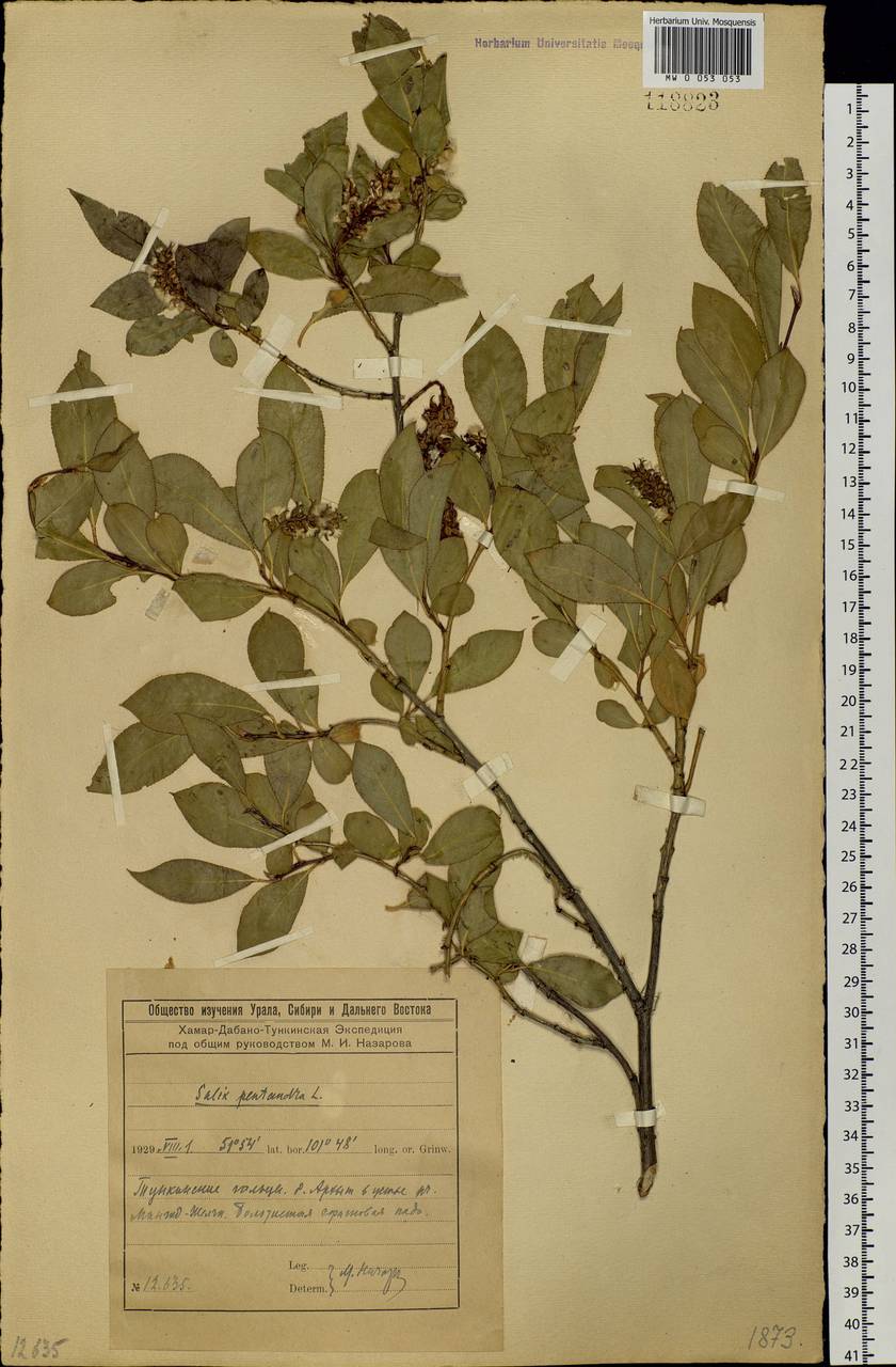 Salix pseudopentandra (Flod.) Flod., Siberia, Baikal & Transbaikal region (S4) (Russia)