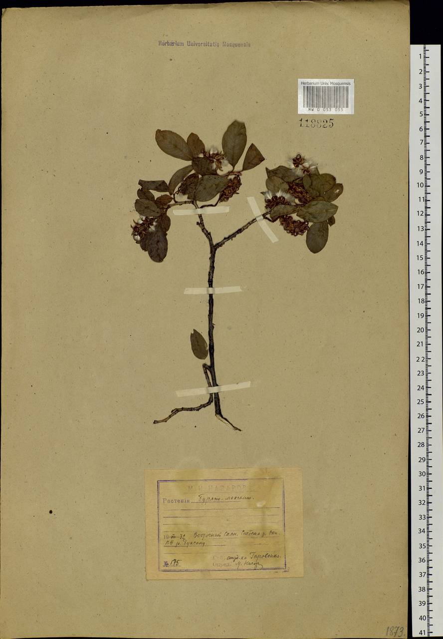 Salix pseudopentandra (Flod.) Flod., Siberia, Baikal & Transbaikal region (S4) (Russia)