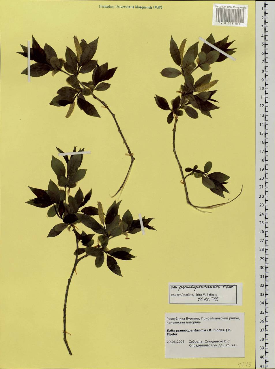 Salix pseudopentandra (Flod.) Flod., Siberia, Baikal & Transbaikal region (S4) (Russia)