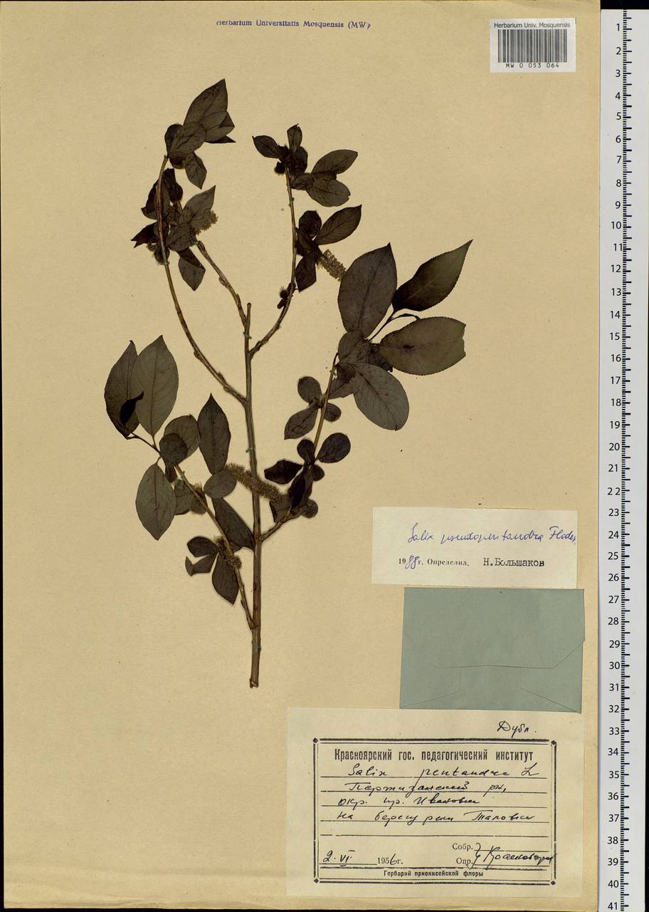 Salix pseudopentandra (Flod.) Flod., Siberia, Central Siberia (S3) (Russia)