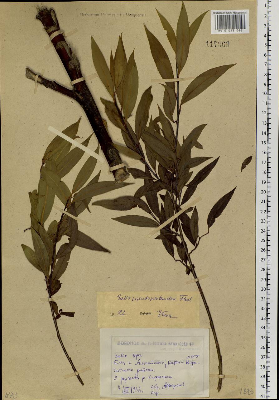 Salix pseudopentandra (Flod.) Flod., Siberia, Western (Kazakhstan) Altai Mountains (S2a) (Kazakhstan)