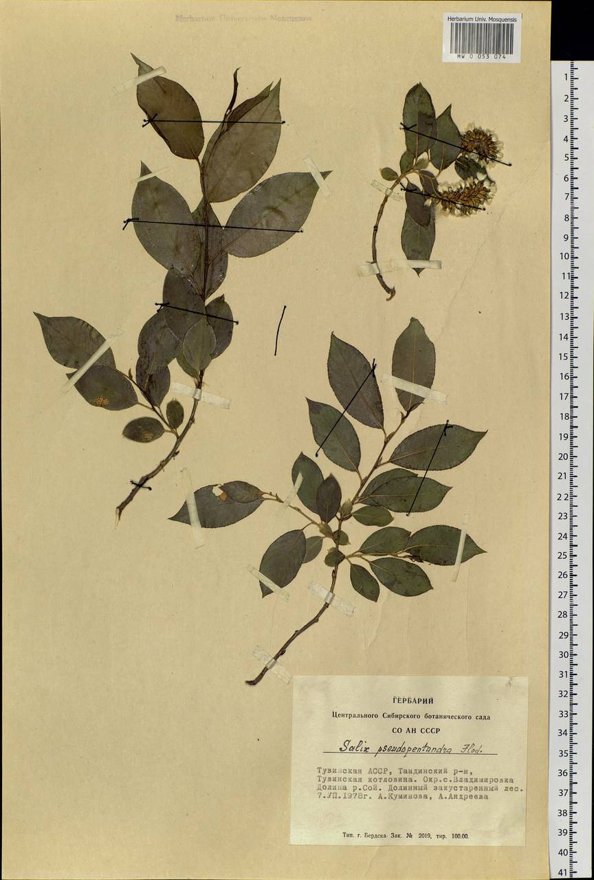 Salix pseudopentandra (Flod.) Flod., Siberia, Altai & Sayany Mountains (S2) (Russia)