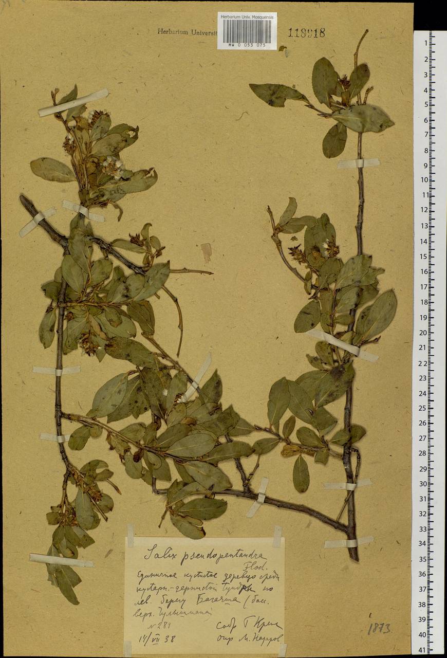 Salix pseudopentandra (Flod.) Flod., Siberia, Altai & Sayany Mountains (S2) (Russia)