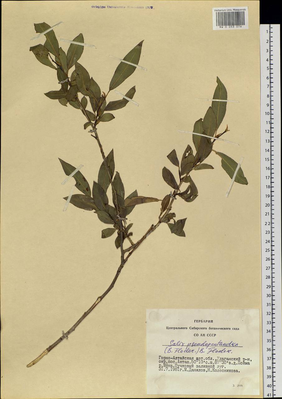 Salix pseudopentandra (Flod.) Flod., Siberia, Altai & Sayany Mountains (S2) (Russia)