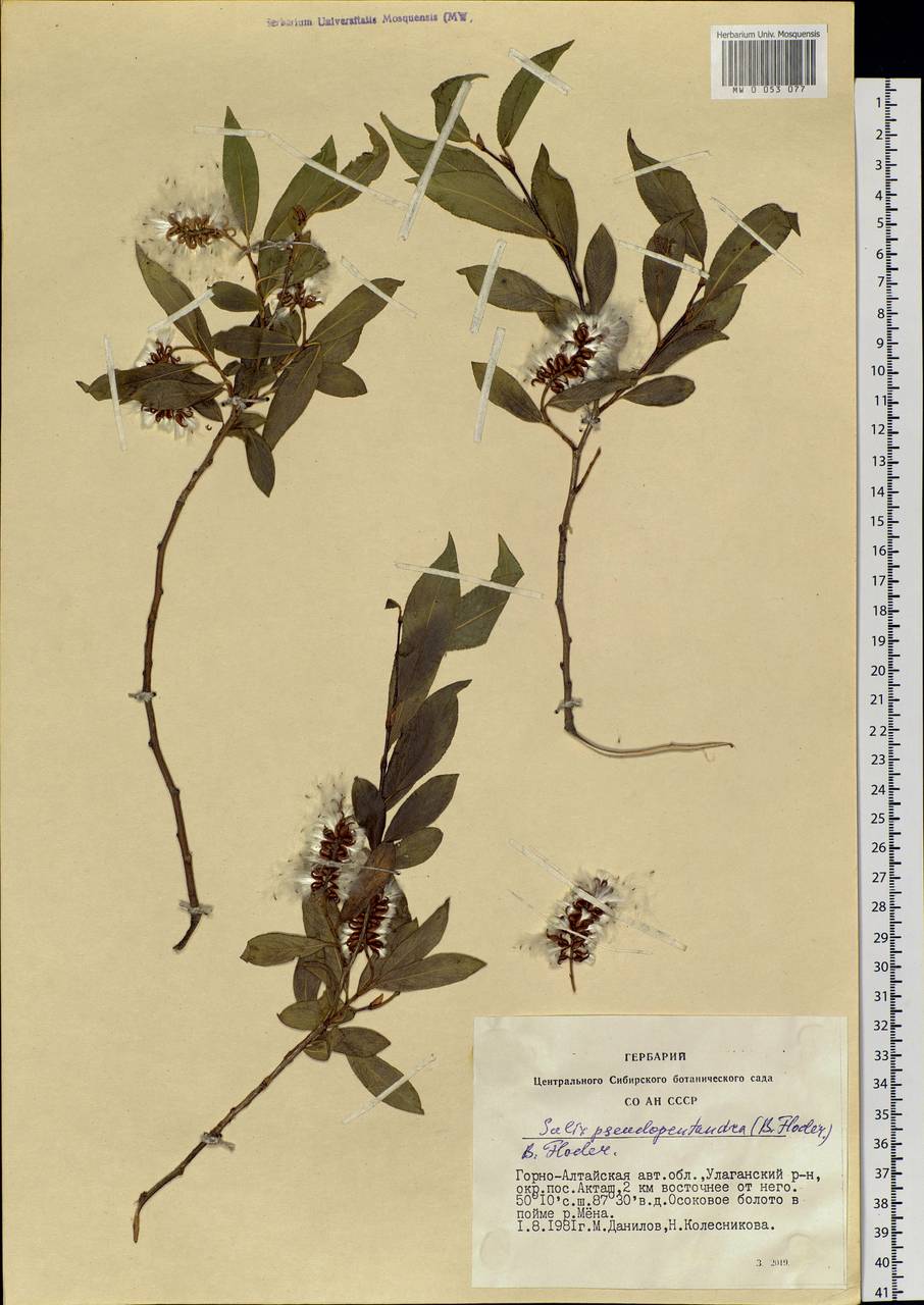 Salix pseudopentandra (Flod.) Flod., Siberia, Altai & Sayany Mountains (S2) (Russia)