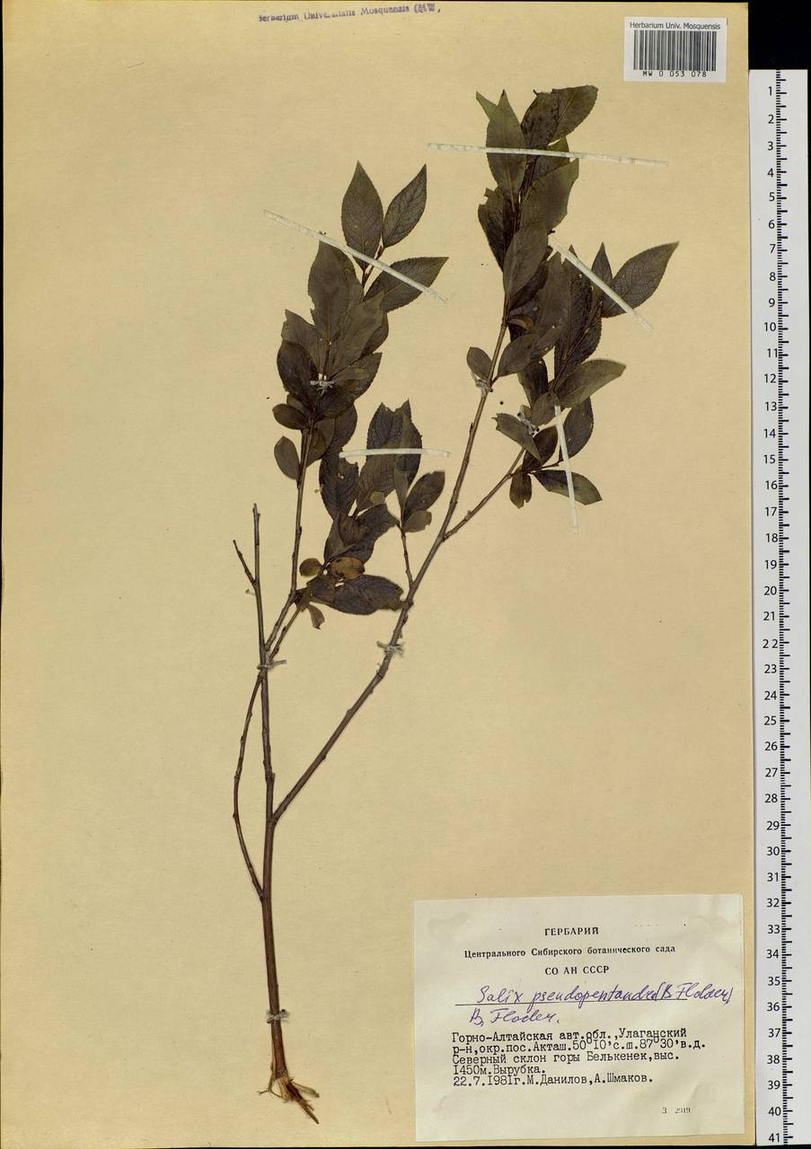 Salix pseudopentandra (Flod.) Flod., Siberia, Altai & Sayany Mountains (S2) (Russia)
