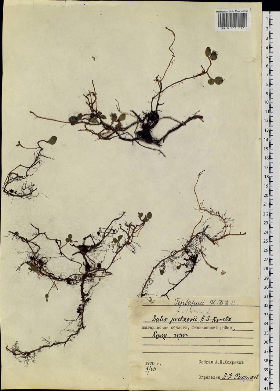 Salix polaris Wahlenb., Siberia, Chukotka & Kamchatka (S7) (Russia)
