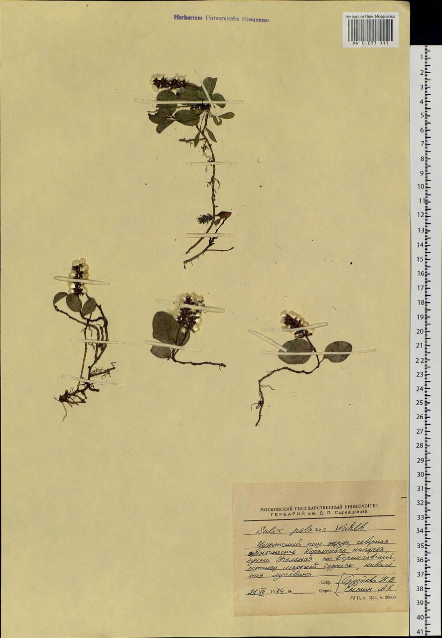 Salix polaris Wahlenb., Siberia, Chukotka & Kamchatka (S7) (Russia)