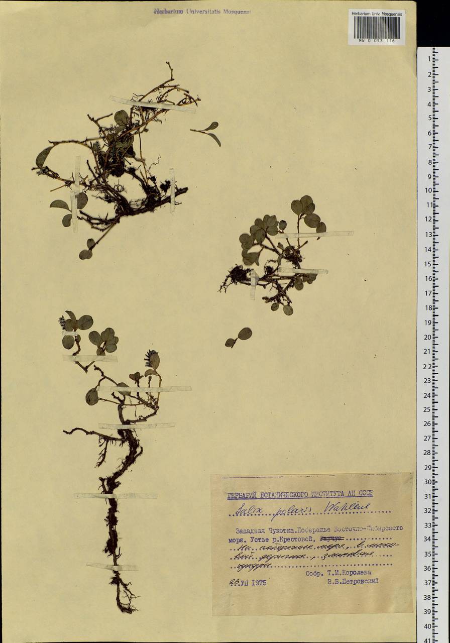 Salix polaris Wahlenb., Siberia, Chukotka & Kamchatka (S7) (Russia)