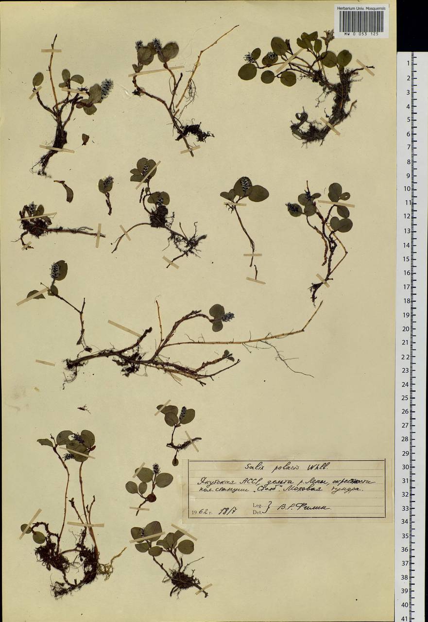 Salix polaris Wahlenb., Siberia, Yakutia (S5) (Russia)
