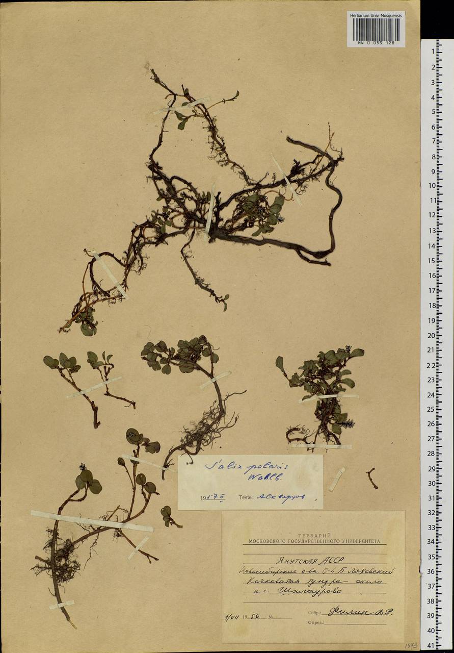 Salix polaris Wahlenb., Siberia, Yakutia (S5) (Russia)
