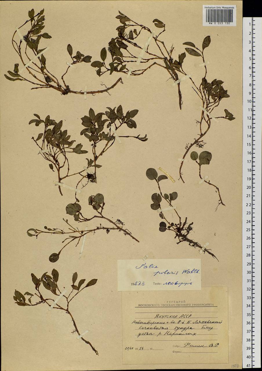 Salix polaris Wahlenb., Siberia, Yakutia (S5) (Russia)