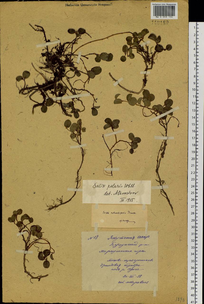 Salix polaris Wahlenb., Siberia, Yakutia (S5) (Russia)