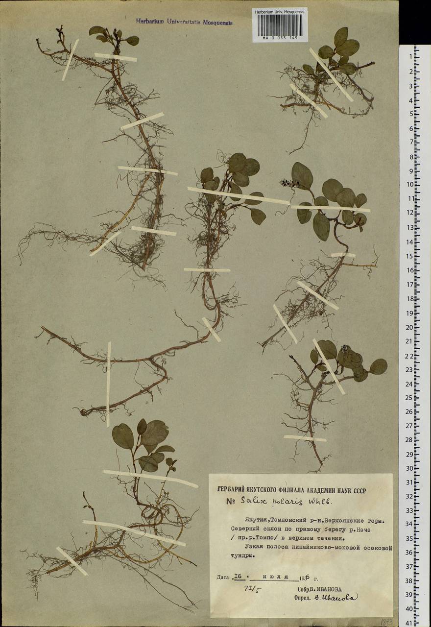 Salix polaris Wahlenb., Siberia, Yakutia (S5) (Russia)
