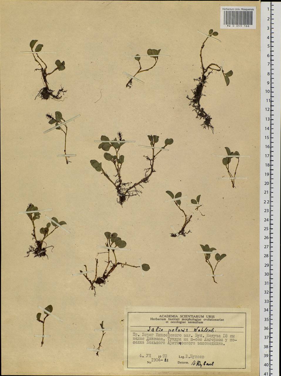 Salix polaris Wahlenb., Siberia, Central Siberia (S3) (Russia)