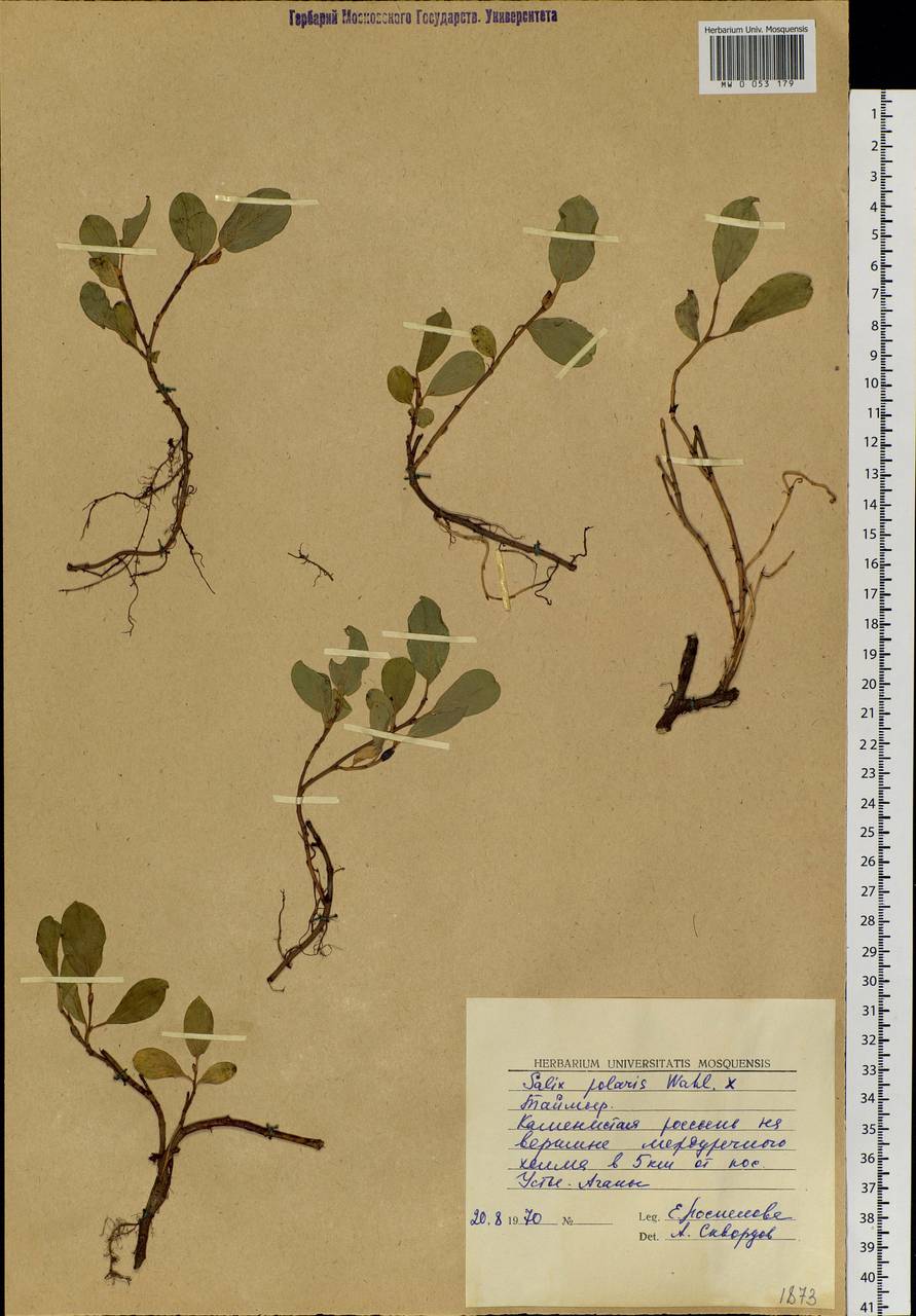 Salix polaris Wahlenb., Siberia, Central Siberia (S3) (Russia)