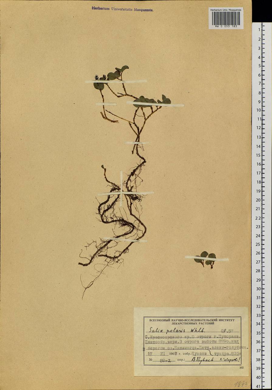 Salix polaris Wahlenb., Siberia, Central Siberia (S3) (Russia)