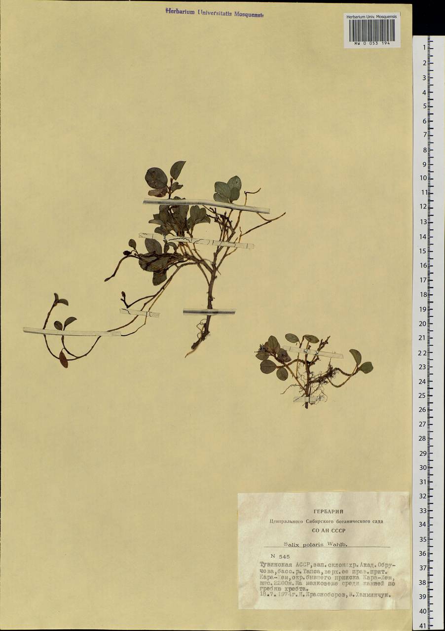Salix polaris Wahlenb., Siberia, Altai & Sayany Mountains (S2) (Russia)