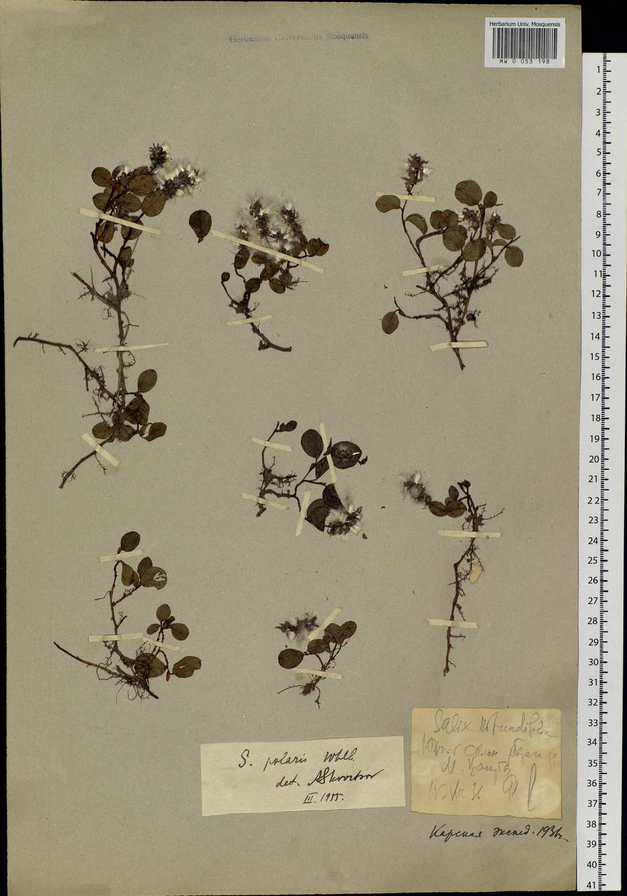 Salix polaris Wahlenb., Siberia, Western Siberia (S1) (Russia)