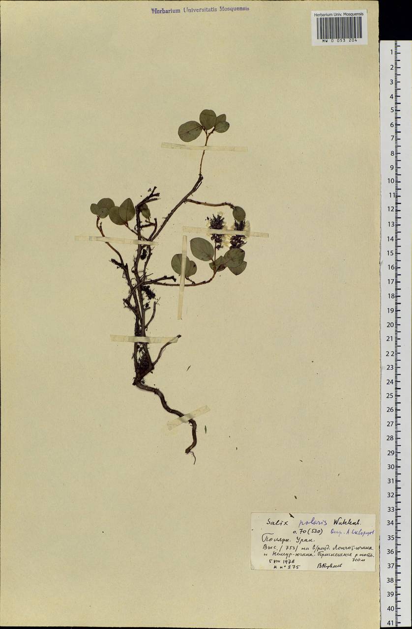 Salix polaris Wahlenb., Siberia, Western Siberia (S1) (Russia)