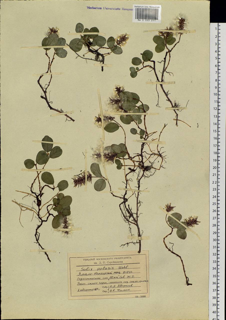 Salix polaris Wahlenb., Siberia, Western Siberia (S1) (Russia)