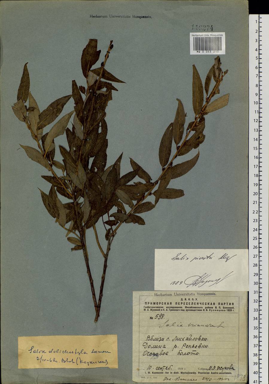 Salix pierotii Miq., Siberia, Russian Far East (S6) (Russia)