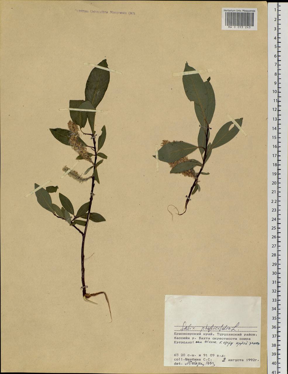 Salix phylicifolia L., Siberia, Central Siberia (S3) (Russia)
