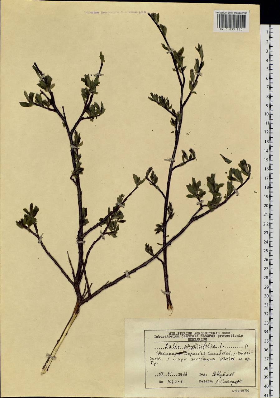 Salix phylicifolia L., Siberia, Central Siberia (S3) (Russia)