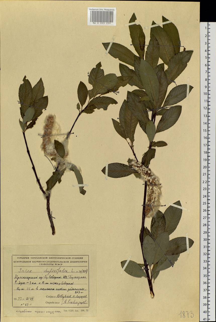 Salix phylicifolia L., Siberia, Central Siberia (S3) (Russia)