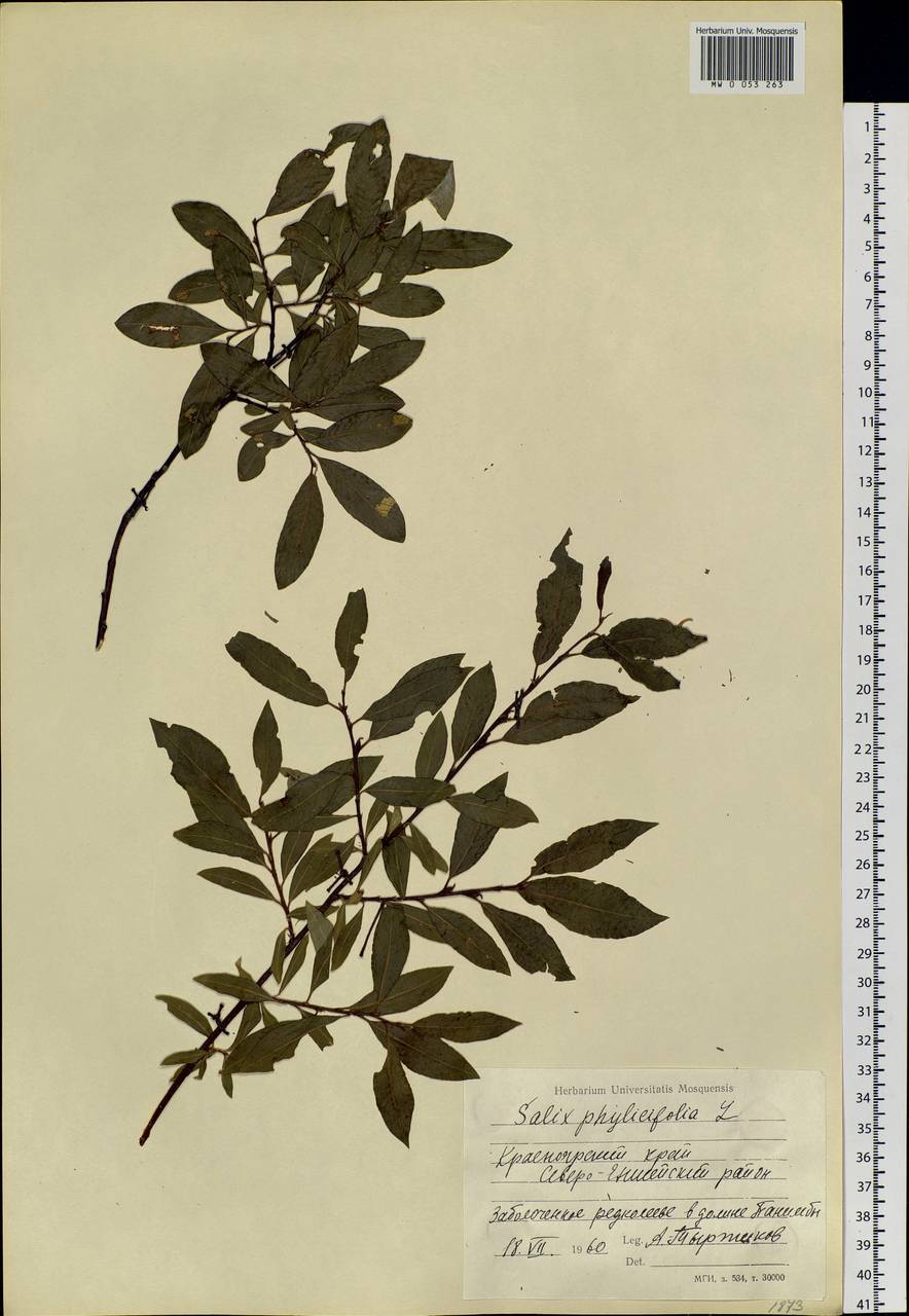 Salix phylicifolia L., Siberia, Central Siberia (S3) (Russia)