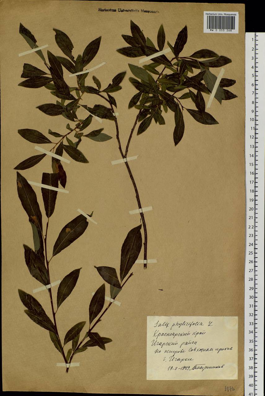 Salix phylicifolia L., Siberia, Central Siberia (S3) (Russia)