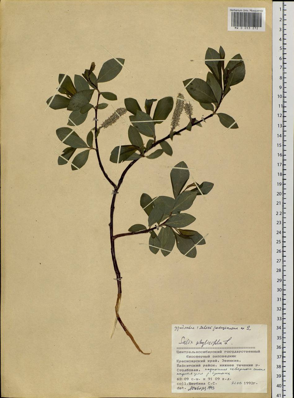 Salix phylicifolia L., Siberia, Central Siberia (S3) (Russia)