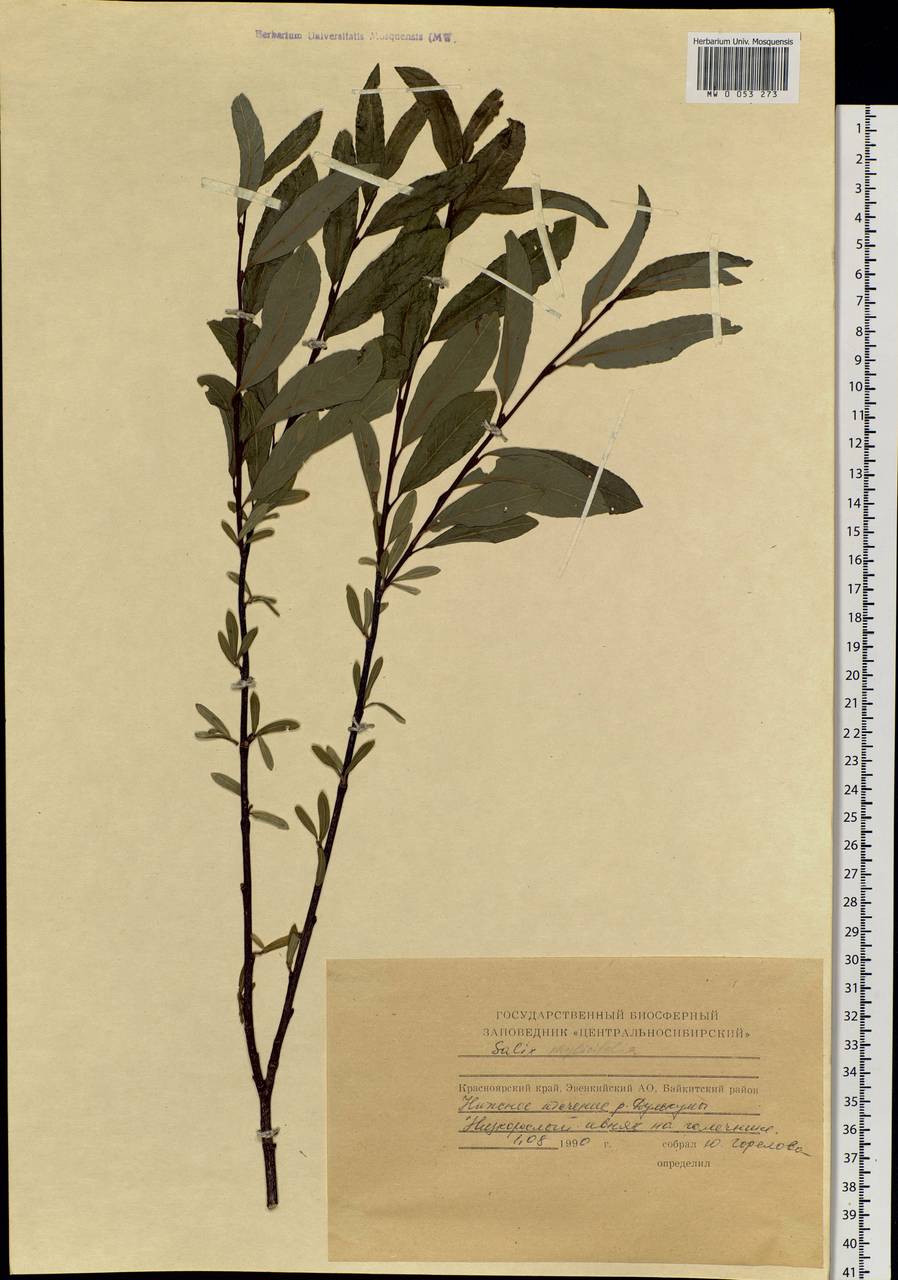 Salix phylicifolia L., Siberia, Central Siberia (S3) (Russia)