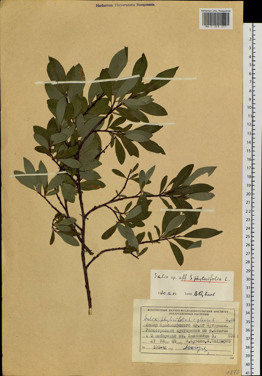 Salix phylicifolia L., Siberia, Central Siberia (S3) (Russia)