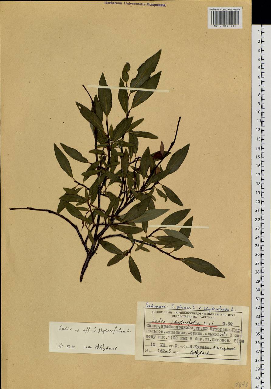 Salix phylicifolia L., Siberia, Central Siberia (S3) (Russia)