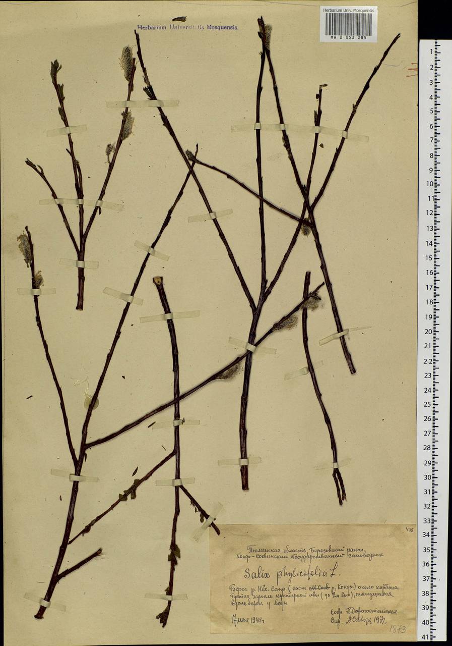 Salix phylicifolia L., Siberia, Western Siberia (S1) (Russia)