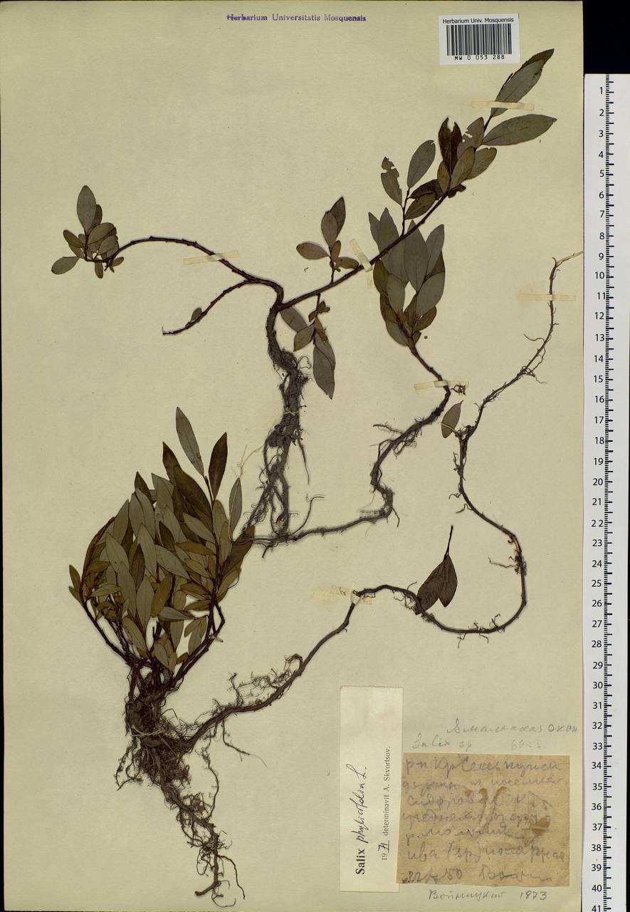 Salix phylicifolia L., Siberia, Western Siberia (S1) (Russia)