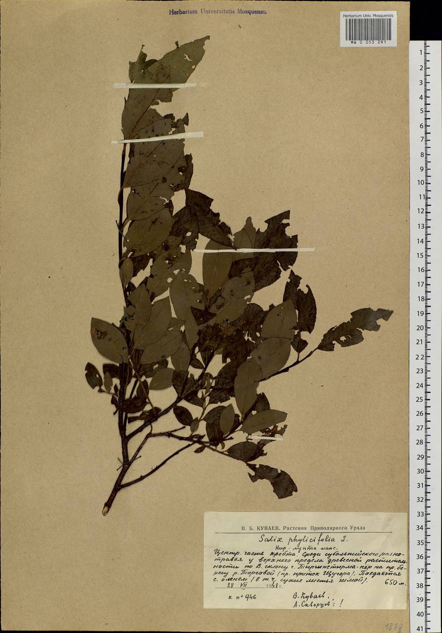 Salix phylicifolia L., Eastern Europe, Northern region (E1) (Russia)