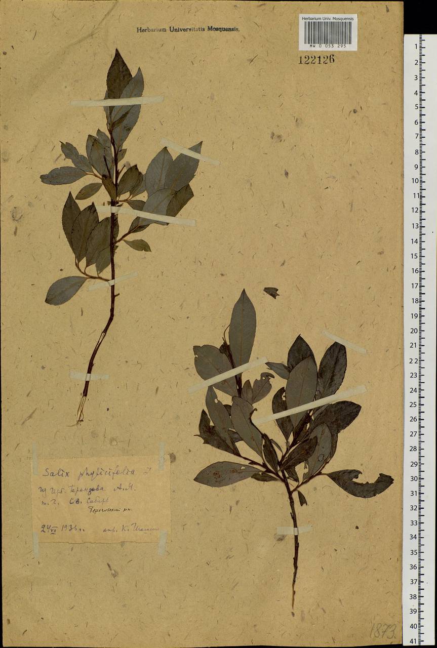 Salix phylicifolia L., Siberia, Western Siberia (S1) (Russia)