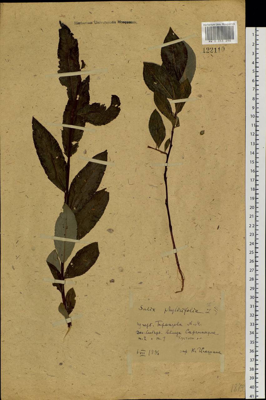 Salix phylicifolia L., Siberia, Western Siberia (S1) (Russia)