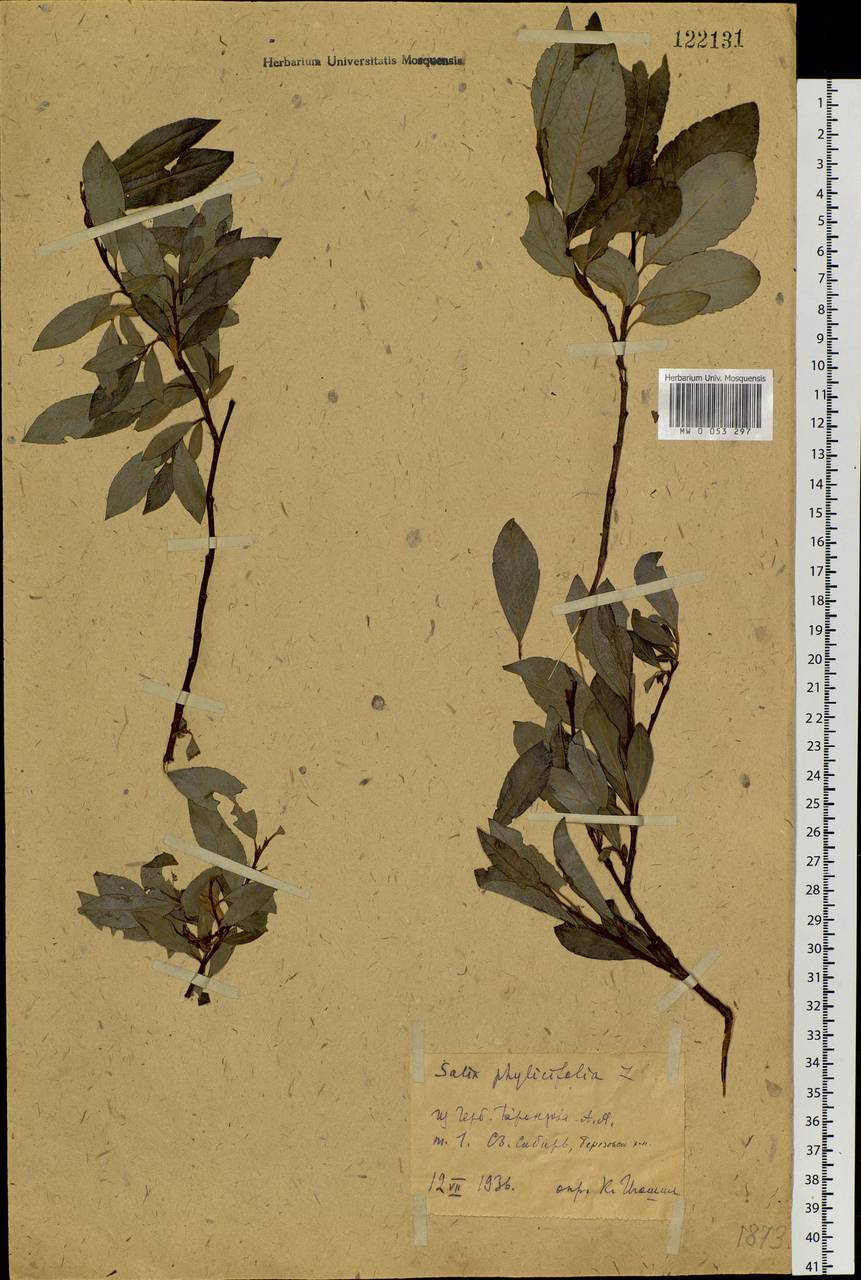 Salix phylicifolia L., Siberia, Western Siberia (S1) (Russia)