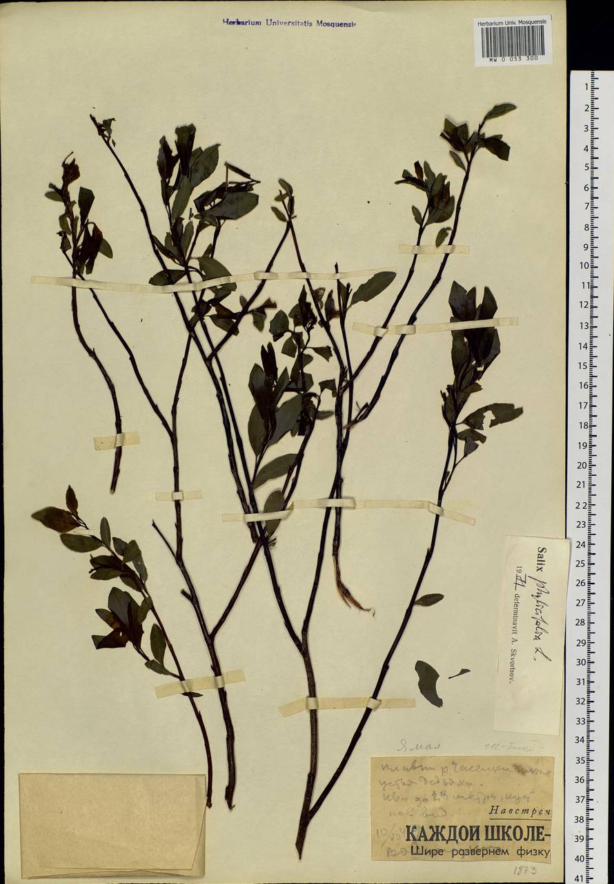 Salix phylicifolia L., Siberia, Western Siberia (S1) (Russia)