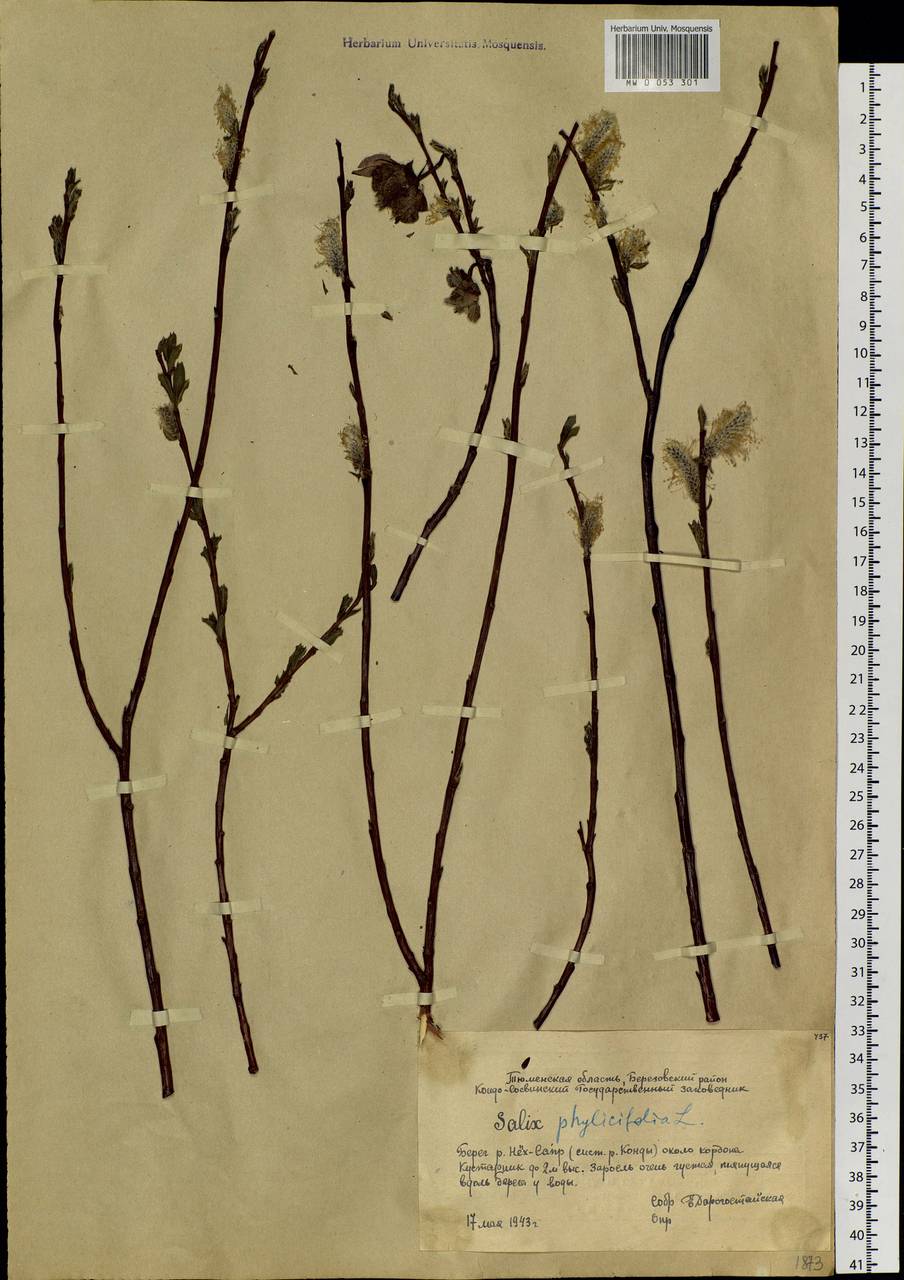 Salix phylicifolia L., Siberia, Western Siberia (S1) (Russia)